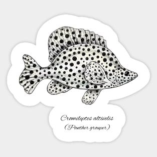 Cromileptes altivelis Sticker